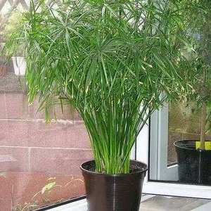 我新添加了一棵“水竹”到我的“花园”
