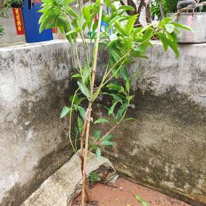 我新添加了一棵“桂七芒果”到我的“花园”