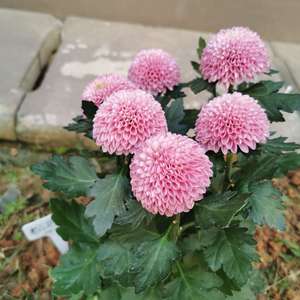 我新添加了一棵“粉色乒乓菊”到我的“花园”