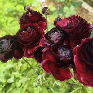 花毛茛