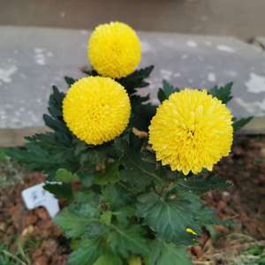 我新添加了一棵“黄色乒乓菊”到我的“花园”