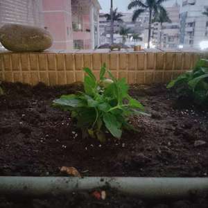 我新添加了一棵“桔梗”到我的“花園”。