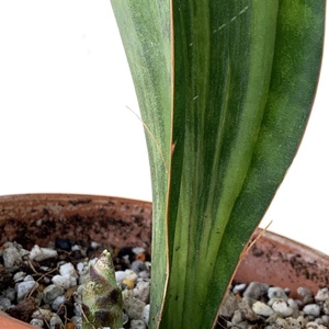 This Sanserveria Whalefin was initially closed and folded but after increasing its watering regime, it has opened and even sent out a new pup.