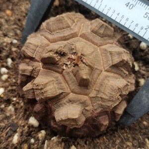 我新添加了一棵“南非龟甲龙31”到我的“花园”