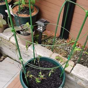 我新添加了一棵“铁线莲多粉”到我的“花园”