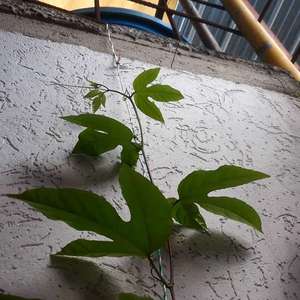 Passiflora edulis (planta de maracuyá)