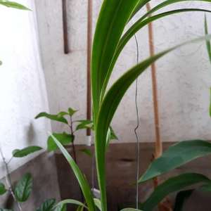 Neomarica gracilis (lirio caminante)