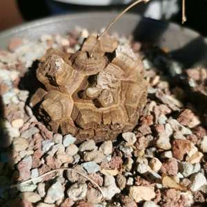 南非龟甲龙29