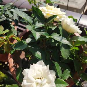 我新添加了一棵“白玫瑰”到我的“花园”