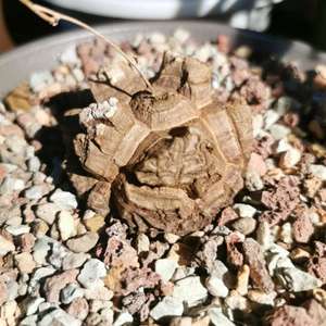 南非龟甲龙29