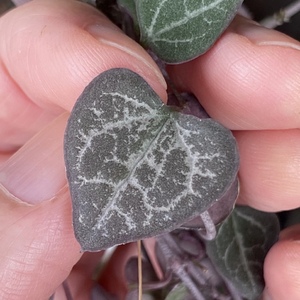 Heart-shaped leaves. No wonder they're called Strings of Heart.