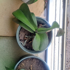 太开心了～种了一年多的蝴蝶兰，终于要开花了！！！又是一个漫长的等待～不知道要注意什么事项，哪位大佬能给个指点