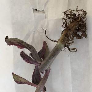 I won an ebay auction! But sending bare root has damaged the leaves....