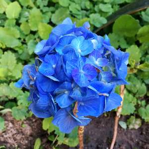 我新添加了一棵“绣球*蓝色”到我的“花园”