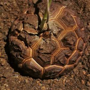 我新添加了一棵“南非龟甲龙24”到我的“花园”