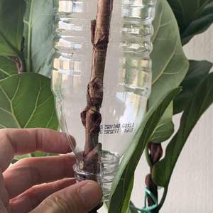 Decided to air layer my Fiddle Leaf Fig. Documented the process and made a tutorial at https://spark.adobe.com/page/4dqpvChBcwdQY/