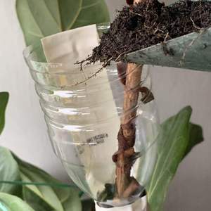 Decided to air layer my Fiddle Leaf Fig. Documented the process and made a tutorial at https://spark.adobe.com/page/4dqpvChBcwdQY/