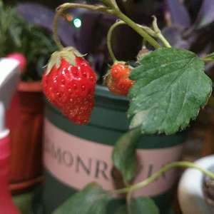 我新添加了一棵“草莓🍓🍓”到我的“花园”