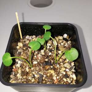 Euphorbia labatii 红叶拉巴提