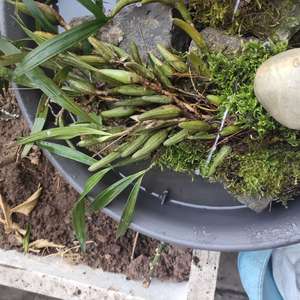 我新添加了一棵“石橄榄”到我的“花园”