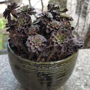 我新添加了一棵“黑红铜壶砍头一碗”到我的“花园”