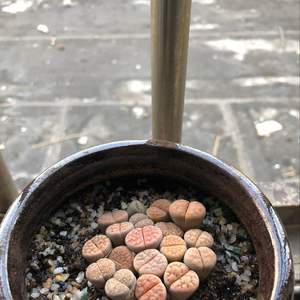我新添加了一棵“生石花”到我的“花园”