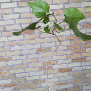 我新添加了一棵“錦葉番紅 Pyrenacantha malvifolia”到我的“花園”。