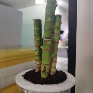 我新添加了一棵“富贵竹”到我的“花园”