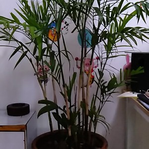 我新添加了一棵“夏威夷竹”到我的“花园”