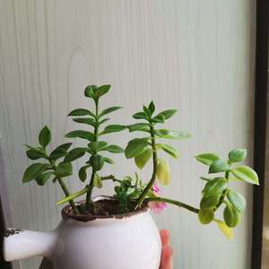 我新添加了一棵“巴西吊兰”到我的“花园”