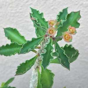 我新添加了一棵“Euphorbia cap-saintemariensis 开塞恩坦马里大戟”到我的“花园”