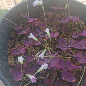 紫叶酢桨草