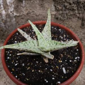 I Nuevo agregado un Aloe rahuii (Aloe Snowflake) en mi jardín