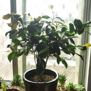 我新添加了一棵“茶花—赤丹”到我的“花园”