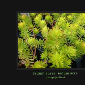 I Nuevo agregado un Sedum aurea, sedum acre/ pampajaritos en mi jardín