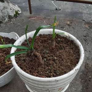 我新添加了一棵“风雨兰韭兰”到我的“花园”