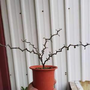 我新添加了一棵“彎彎曲曲樹 Decaria madagascariensis”到我的“花園”。