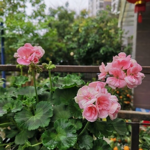 天竺葵-粉色直立
