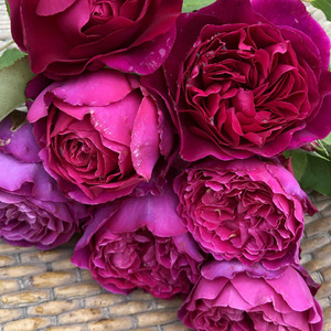 挺惊艳的伊芙旁系  初开玫红渐渐蜕变成紫红色的硕大花朵