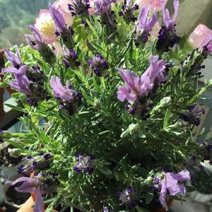 我新添加了一棵“法国薰衣草蓝紫色”到我的“花园”