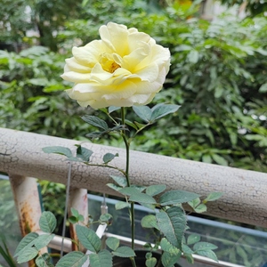 月季1-白玫瑰