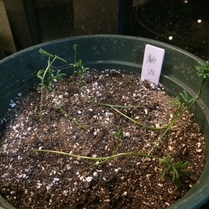 酢浆草-粉双色 Oxalis goniorhiza