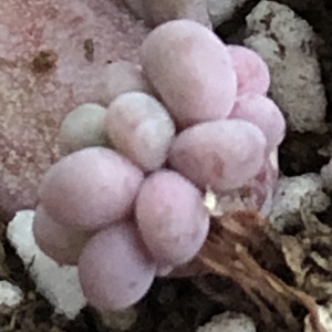 连续四天，艳阳高照～三枚桃蛋叶片发芽已久～粉兔有长长密密的根，红的在外，白根扎在土里～揪去一枚粉兔的根，看会不会有好转～
