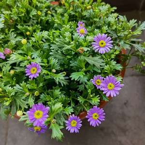 我新添加了一棵“紫色姬小菊”到我的“花园”