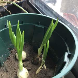 我新添加了一棵“大蒜”到我的“花园”