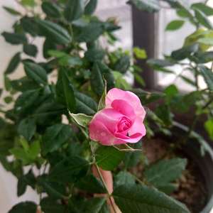 我新添加了一棵“玫粉色月季”到我的“花园”
