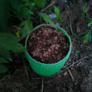 我新添加了一棵“茶花凤仙”到我的“花园”