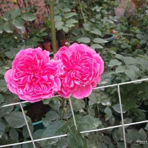 我新添加了一棵“爱弗的玫瑰”到我的“花园”