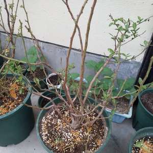 我新添加了一棵“蓝莓6年苗夏普蓝2”到我的“花园”