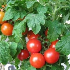 我新添加了一棵“番茄”到我的“花园”